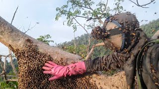 Đây là cách kiếm hàng trăm triệu 1 năm của thợ rừng bắt ong, How to make hundreds of millions a year