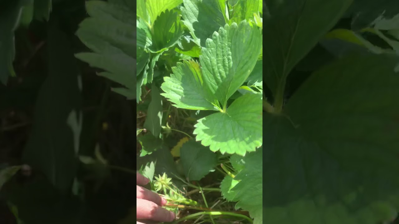 Swiss Strawberry YouTube