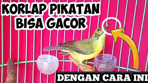 CARA MERAWAT KORLAP HASIL PIKATAN AGAR CEPAT GACOR