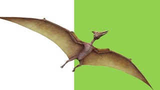 FLYING DINOSAUR Green Screen 4K 60FPS ULTRA HD free download