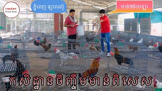 បច្ចេកទេសជ្រើសរើសពូជមាន់ពិសេសនិងការផលិតចំណីមាន់នៅកសិដ្ឋានភ្នំពេញផ្សារដេប៉ូ