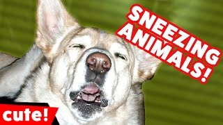 Funniest Sneezing Pet & Animal Videos November 2016 Weekly Compilation | Kyoot Animals