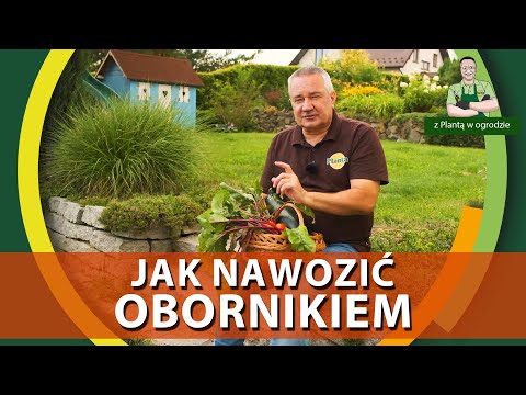 Wideo: Nawóz z koziego obornika: kozi obornik w ogrodzie