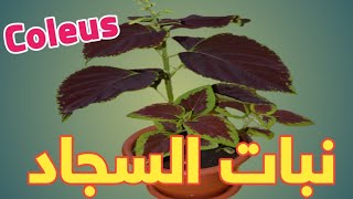 كيفية العنايه بنبات السجاد \\ Coleus Plant care