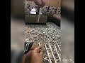 نحوه کارکرد تله افغان مخصوص شکار سهره و گنجشک و تله شکار سهره حیوانات پرنده نحوه کارکرد تله افغان مخصوص شکار سهره و گنجشک و تله شکار سهره حیوانات پرنده