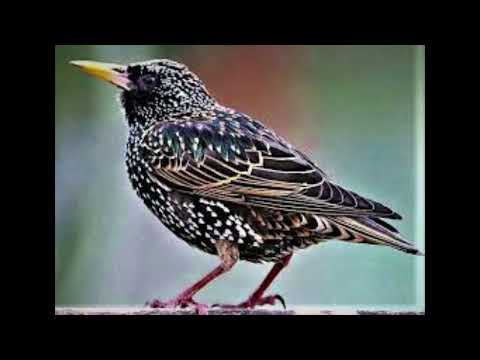 صوت الزرزور ممتاز لصيد