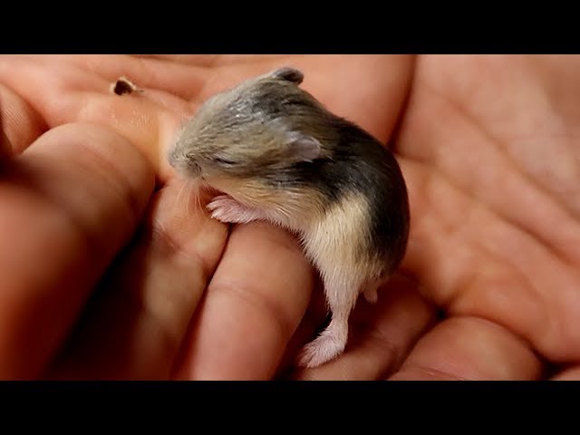 Hamster ruso bebe