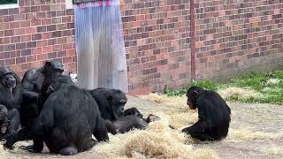 Chimpanzee Family at Chester Zoo