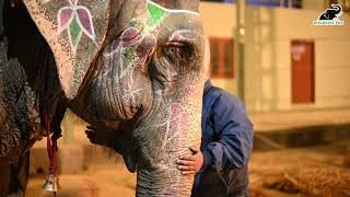 Ginger the elephant arrives at Wildlife SOS Elephant Hospital