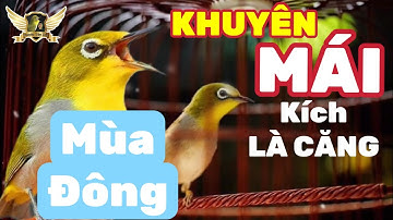 MÁI TƠ KÍCH TRỐNG CĂNG LỬA MỖI NGÀY 2025 - FILE DÌU BỔI MỘC YẾU | KTB