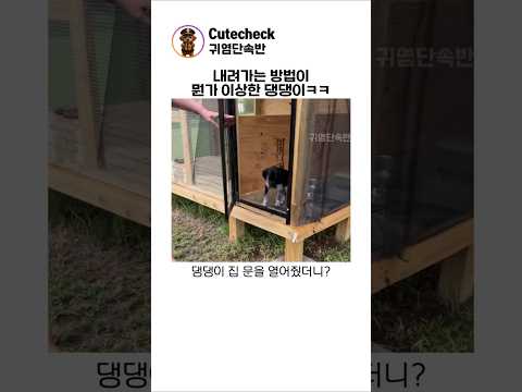 내려가는 방법이 뭔가 이상한 댕댕이ㅋㅋ thumbnail