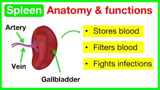Spleen anatomy & function🤔 | Easy learning video by Learn Easy Science 27,094 views 11 months ago 1 minute, 7 seconds