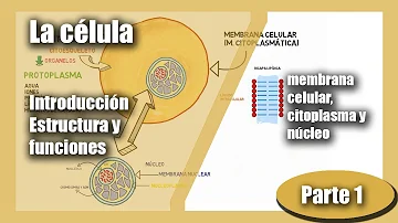 ¿Qué es un citoplasma y su función?