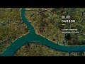 Blue Carbon – A Story from the Snohomish Estuary