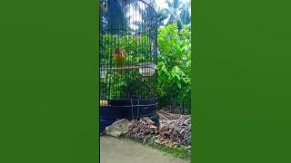 Lovebird rasa perkutut