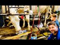 Inside Full Hay Silo | 4TH GENERATION Nephew Jack (12) Trains Milking Our Dairy Herd