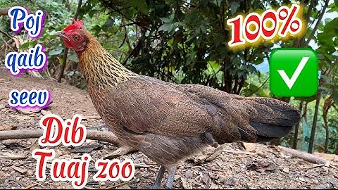 Poj qaib seev zoo, dib tuaj 100% || Tiếng gà mái kêu gọi trống chuẩn nhất 2025