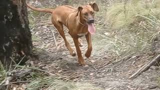 Rhodesian Ridgeback Pup's Large Lolling Tongue Of Joy by dauntless 326 views 1 year ago 16 seconds