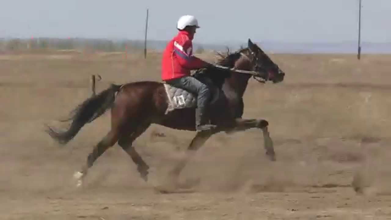 лошади фото и люди