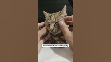 Cat Distribution System Explained