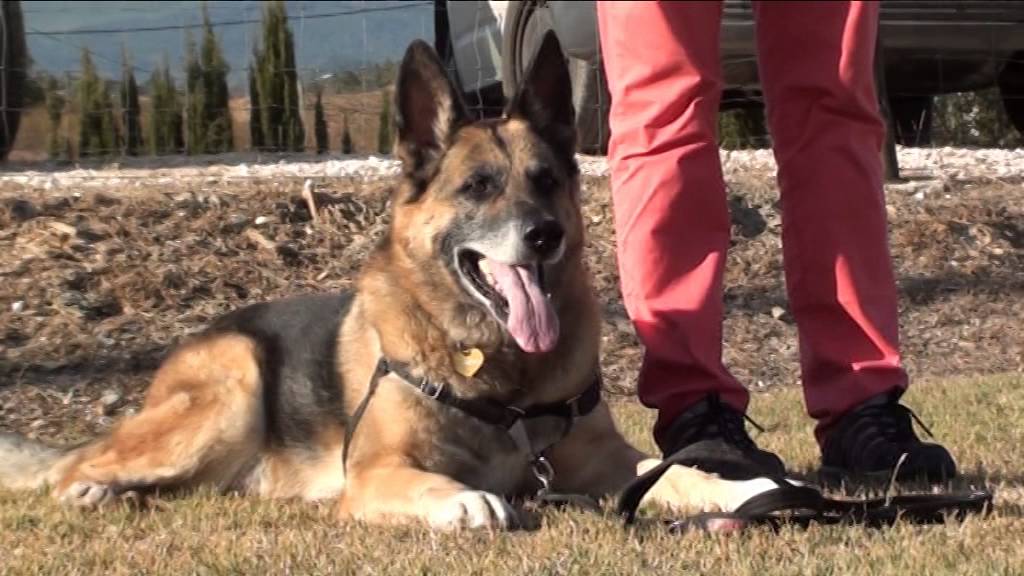 Training in Alldogs camera iphone 8 plus apk