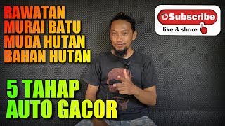 tahapan RAWATAN MURAI BATU MUDA HUTAN auto gacor