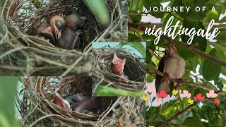 Journey of a nightingale | from hatching to the first flight |