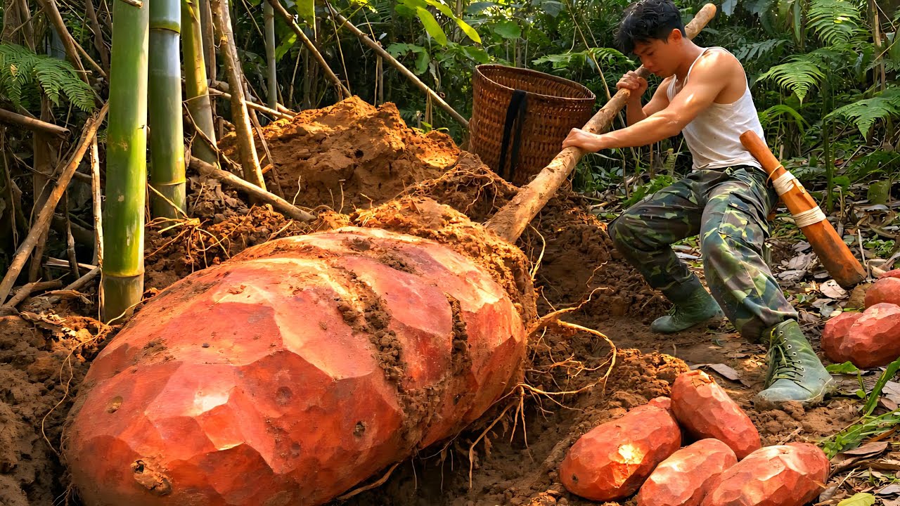 Harvesting rare giant purple yams and how to process them for sale on the market | Trieu Tam