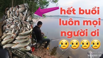 mồi câu rô phi mùa động ngày câu cả trăm kg / câu đai tự nhiên