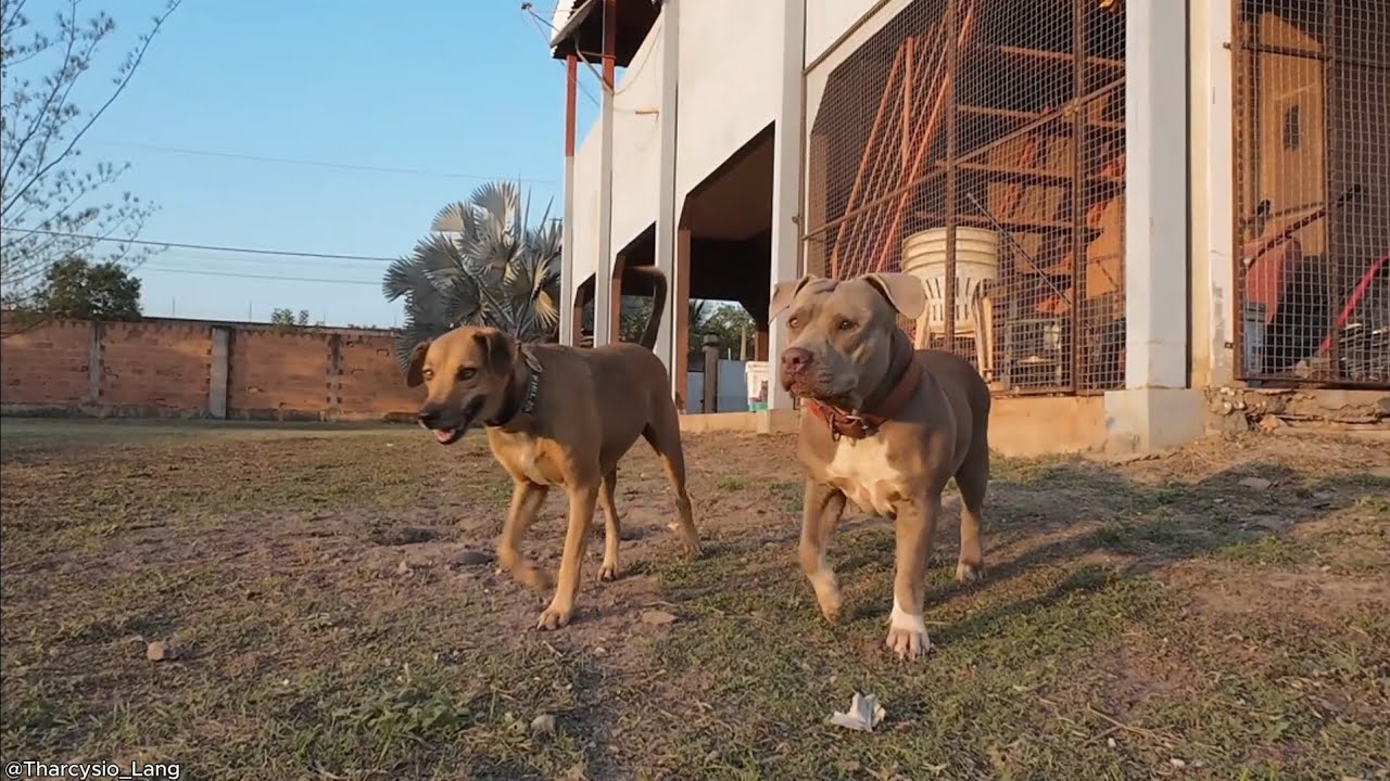 Tenho um Hobby que quem mais tem retorno são os cachorros !! 😅 🤣🤣🤣🤣