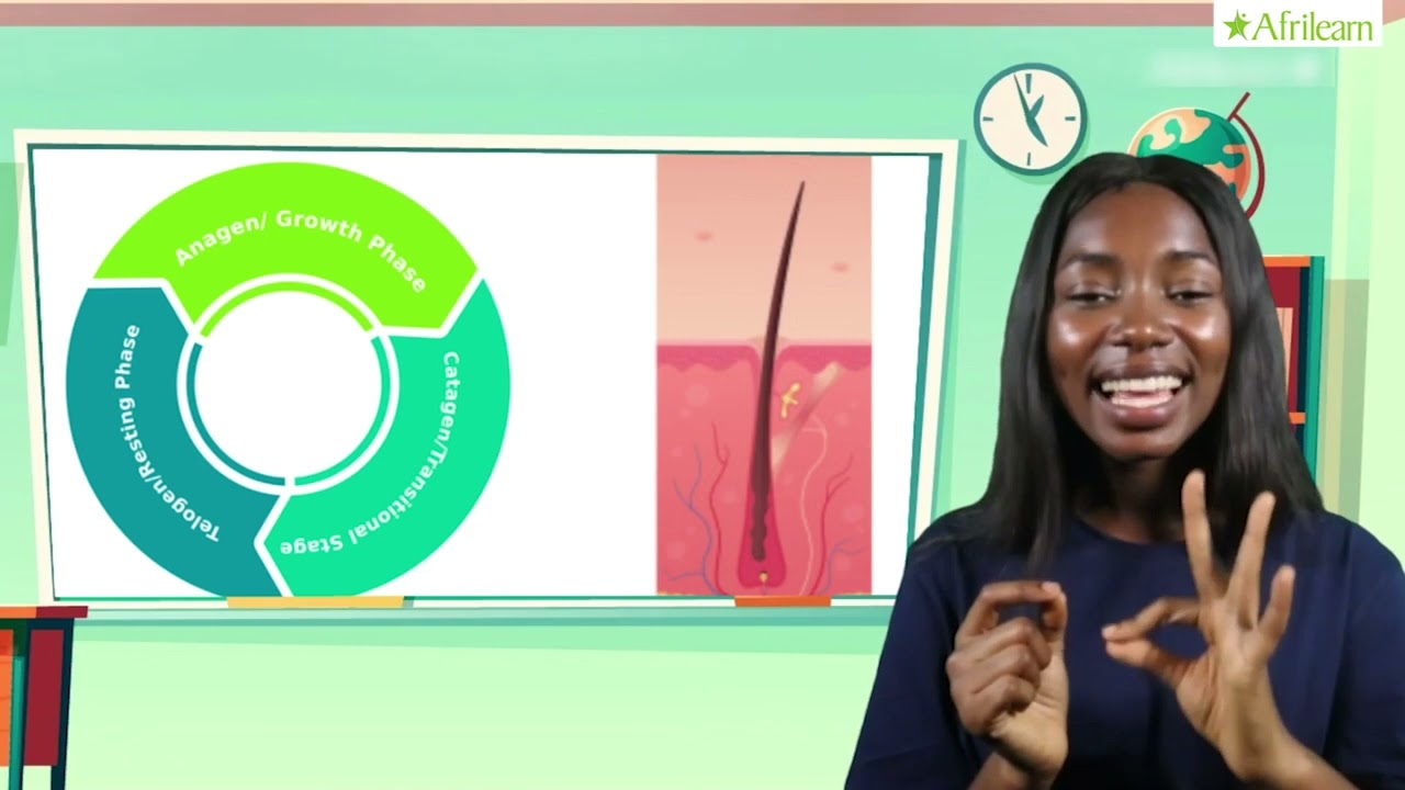 The Hair | Home Economics| JSS 1 | Afrilearn