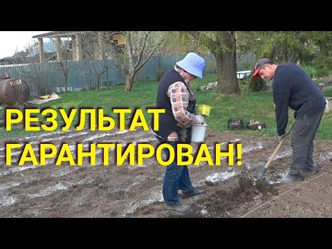 Сажаем картошку правильно