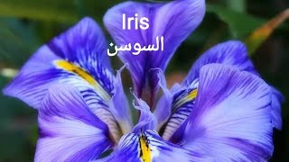 كيف نزرع السوسن  ؟ How to grow iris