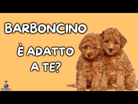 Video: Il barboncino standard è il miglior cane per te?