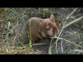 Дикий хомяк возле норы/ Wild hamster