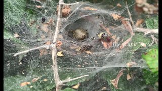 Spider Web House Nest Hole In The Green Bush In Nature