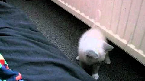 Watch the video about Gray, the ragdoll kitten (10 weeks)