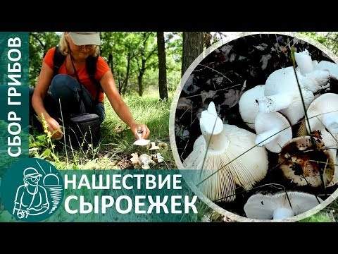 🍄 Сбор грибов: сыроежки — грибная охота удалась