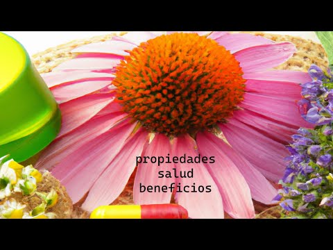 Video: Flor de equinácea: cultivo, propiedades medicinales y características