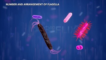 Prokaryotic Cell Flagella & Fimbriae