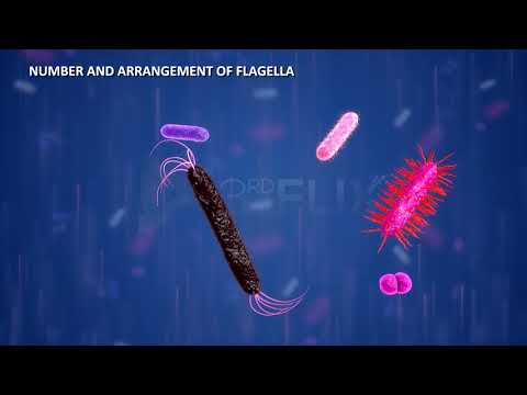 Prokaryotic Cell Flagella & Fimbriae