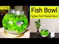 Fish bowl  betta fish bowl setup  planted fish bowl  betta fish tank  fighter fish in bowl 