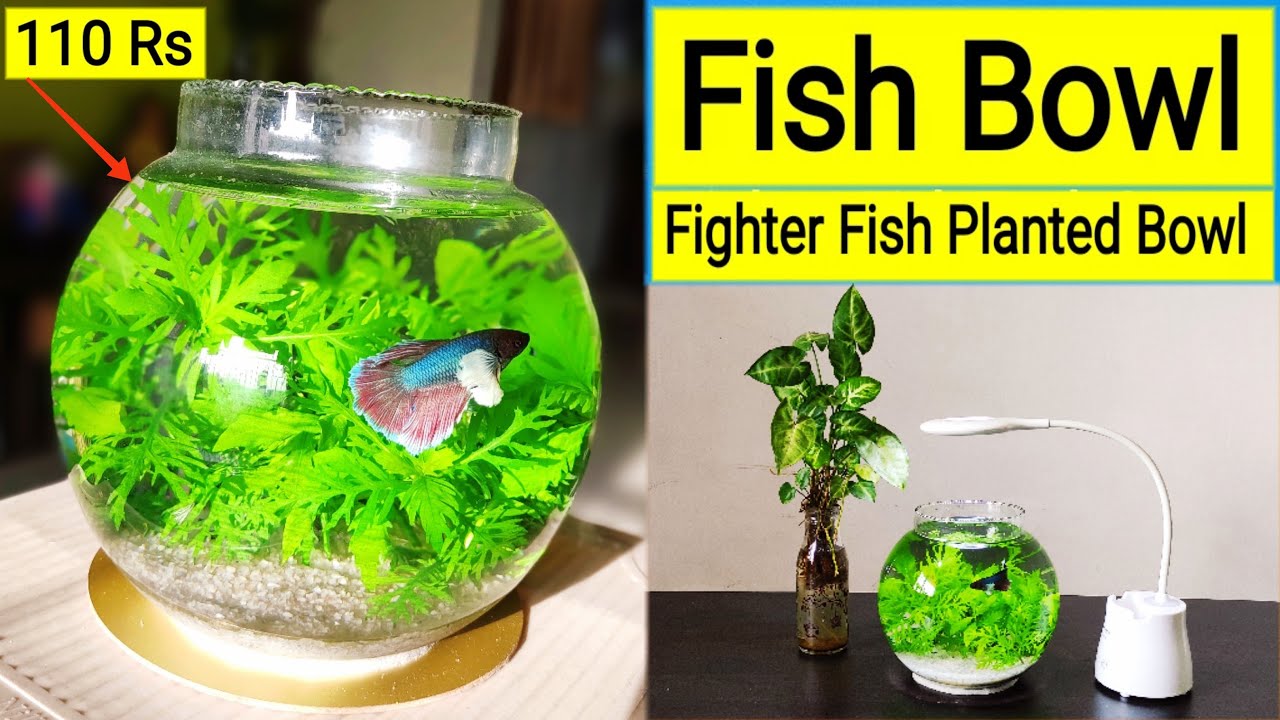 Fish Bowl, Betta fish Bowl Setup, Planted fish Bowl, Betta fish Tank