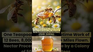 One Teaspoon of Honey : Lifetime Work of 12 Bees | 8,000 Flowers | 200+ Miles Flown