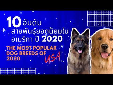 วีดีโอ: AKC จัดอันดับสายพันธุ์สุนัขยอดนิยมในปีนี้