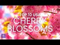 Top 10 US Cherry Blossoms | Best Places to see Cherry Blossoms in the USA