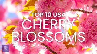 Top 10 US Cherry Blossoms | Best Places to see Cherry Blossoms in the USA