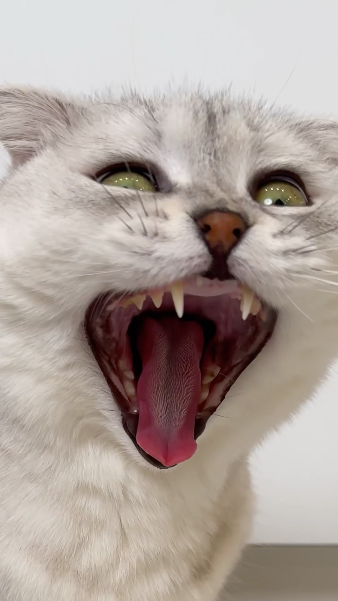 Sonya… #cat #cats