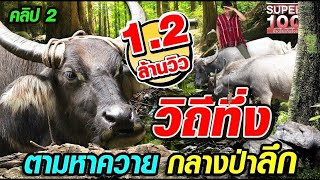 [ENG SUB] คิว วิถีทึ่ง! ตามหาควาย กลางป่าลึก!! | SUPER100