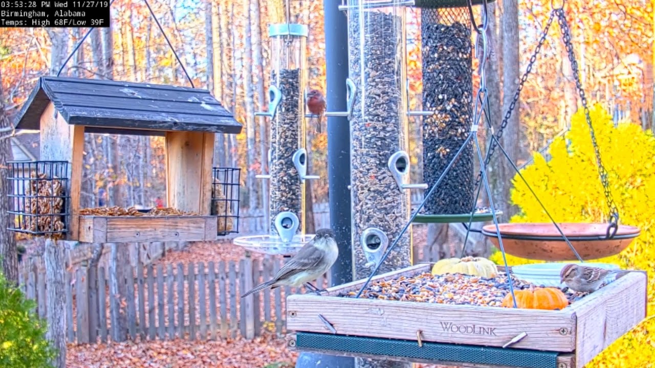 Eastern Phoebe LIVE Bird Feeding Station - Birmingham, Alabama